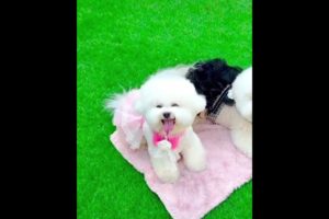 cutest puppies ❤️#shorts #trending #youtubeshorts #ytshorts #subscribe #doglover #viral