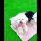 cutest puppies ❤️#shorts #trending #youtubeshorts #ytshorts #subscribe #doglover #viral