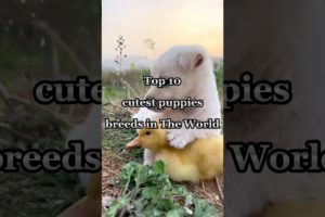 cutest puppies #shortsfeed #viral #trending #youtubeshorts #ytshorts #shorts #short #dog #dogs