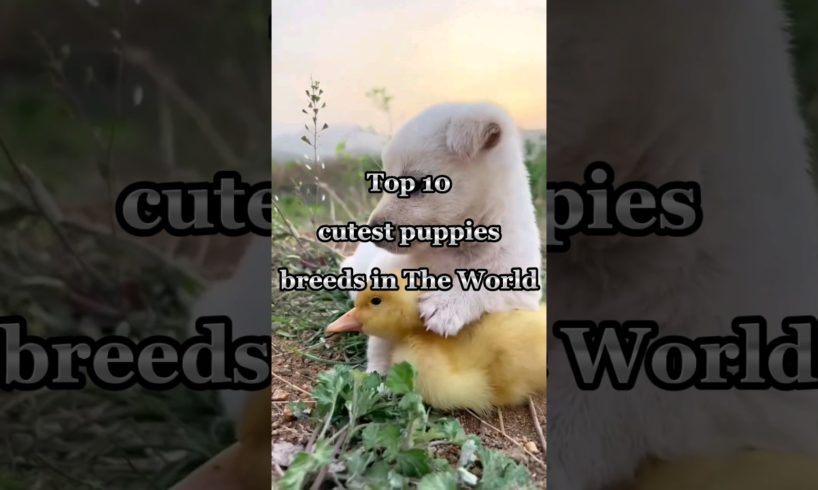 cutest puppies #shortsfeed #viral #trending #youtubeshorts #ytshorts #shorts #short #dog #dogs