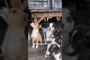 cutest puppies #shortsfeed #viralshort #trandingshorts #lovepuppies #cutepuppies #cutestpuppies