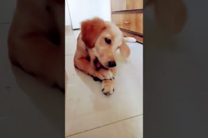 cutest puppy,  puppy,Labrador puppy,,golden retriever puppies,cute puppies,puppy love