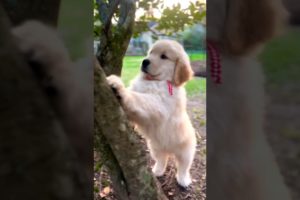 cutest puppy ❤️#shorts #youtubeshorts #subscribe #ytshorts #viral #doglover #trending