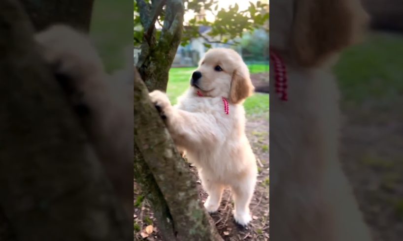 cutest puppy ❤️#shorts #youtubeshorts #subscribe #ytshorts #viral #doglover #trending