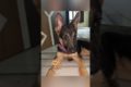 cutest puppy #trendingshorts #gsdpuppy #dog #viral #studymotivation #dangerous #lovers #song