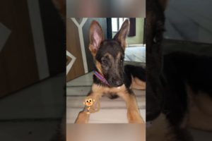 cutest puppy #trendingshorts #gsdpuppy #dog #viral #studymotivation #dangerous #lovers #song