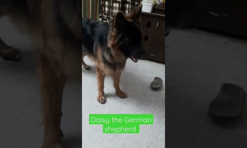 daisy the German shepherd playing #germanshepherd #germanshepherd #trending