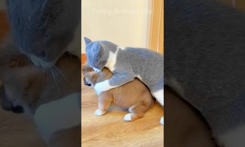 funny cats videos 😅 funny cats playing #football #youtubeshorts #animals #cat #funny #reels