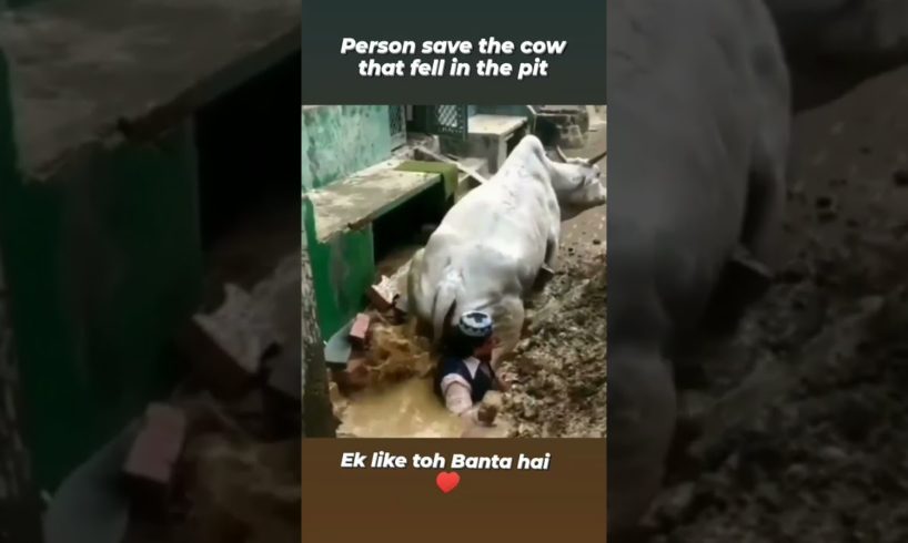 help animals #shorts #animals #youtubeshort  #shortsvideo #hari01