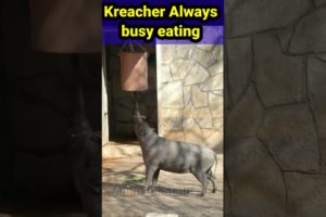 kreacher always in a munchin Mission 🤯😱#viral #shortsfeed #shortvideo #animal #shorts #short