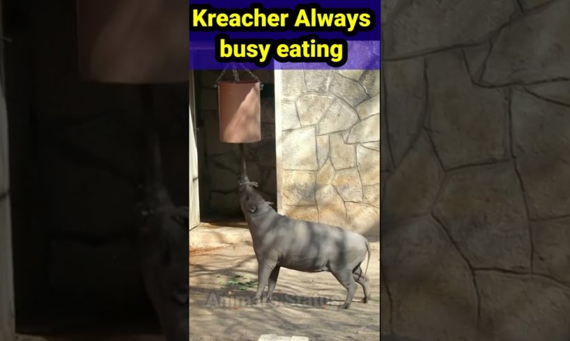 kreacher always in a munchin Mission 🤯😱#viral #shortsfeed #shortvideo #animal #shorts #short