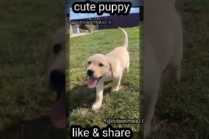 labrrador puppy playing time|Cute puppy videos #cute #funny #playing #animals @cuteanimals2.0