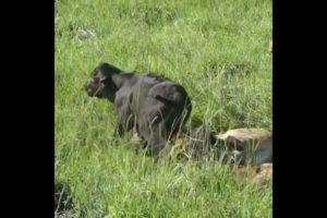 lions hunt buffalo and play with her calve | #shorts #facts #animals