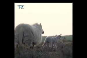 lovely animals : Tz animals : #shorts video