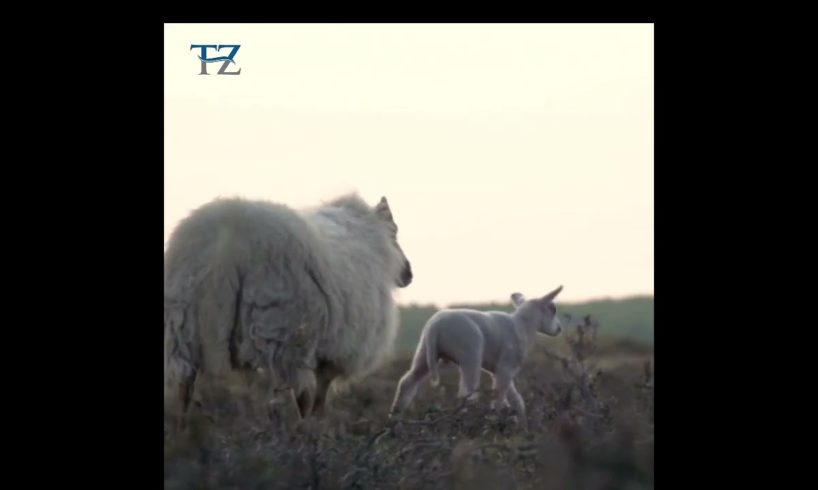 lovely animals : Tz animals : #shorts video