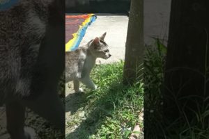 playing with insects #catlover #animallover #animals