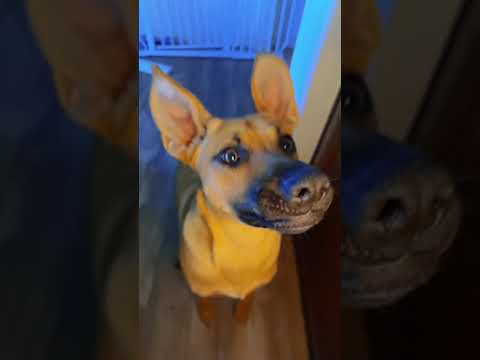 "CUTEST Puppy Video You've Ever Seen!"