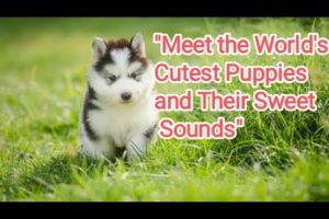 "Meet the World's Cutest Puppies and Hear Their Sweet Sounds"