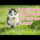 "Meet the World's Cutest Puppies and Hear Their Sweet Sounds"