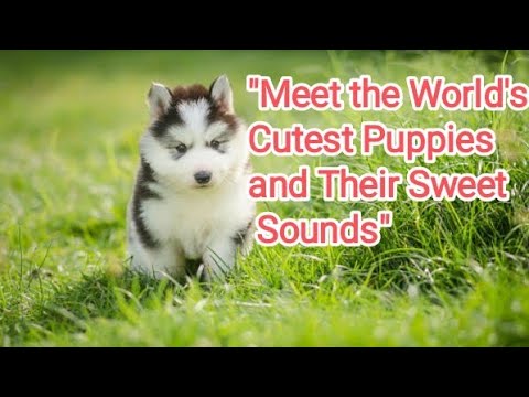 "Meet the World's Cutest Puppies and Hear Their Sweet Sounds"