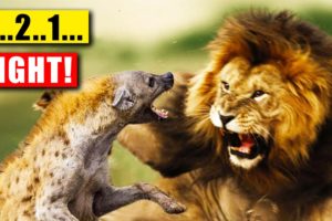 "The Most SHOCKING Animal Fights Ever Seen..."