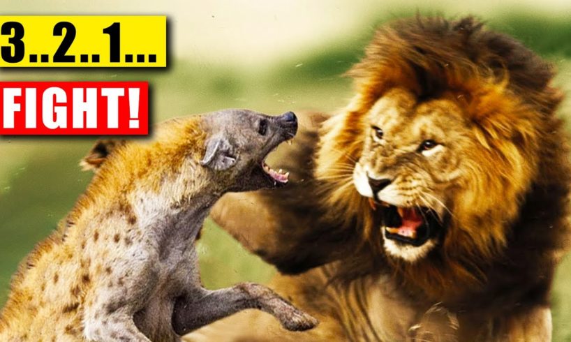 "The Most SHOCKING Animal Fights Ever Seen..."