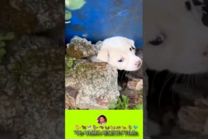 rescue help me team dog 🐕🙏  #VIP PASHU RESCUE TEAM