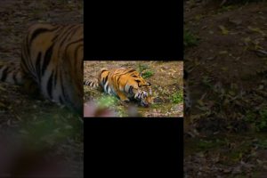 tiger attack wild animals,animal sounds,funny animal sounds,cute little #shorts #animals #viral