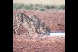 warthog surprise attack on cheetahs | #shorts #facts #animals