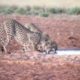 warthog surprise attack on cheetahs | #shorts #facts #animals