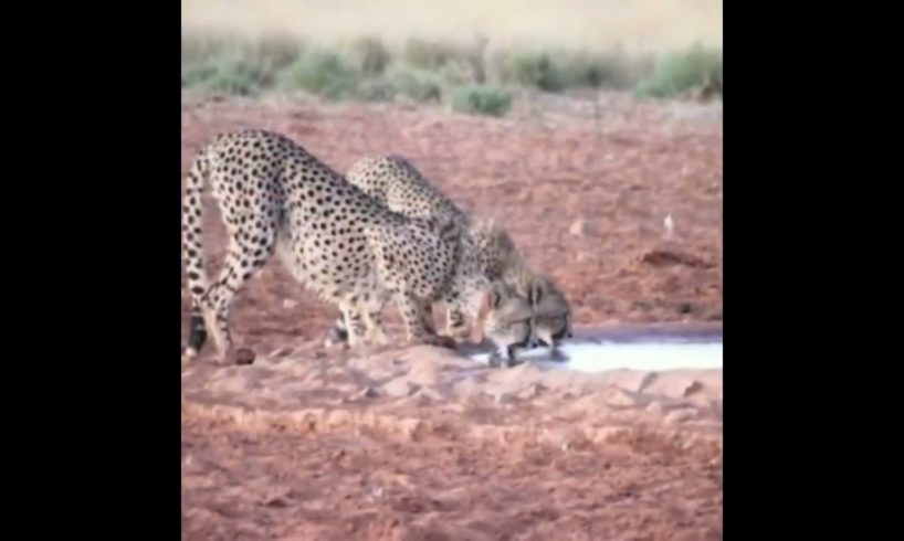warthog surprise attack on cheetahs | #shorts #facts #animals