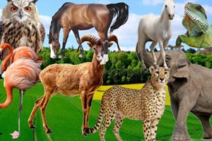 wild animal | Animal sounds | video animal | animal video | animal | 34