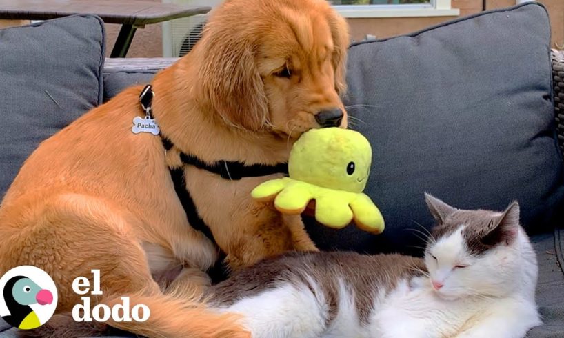¡Cachorro intenta conquistar a este gato mayor con sus juguetes! | El Dodo