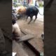 जंगली जानवरों की सबसे भयंकर लड़ाइयां | Craziest Fights of Wild Animals | Animal Fights in Hindi#viral