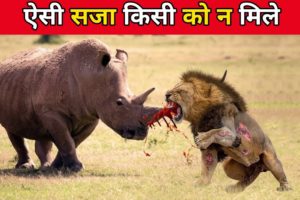 ज़िन्दगी ऐसी भी होती है शेरो की | Wild animal fight in wildlife | dangerous wild animals fight videos