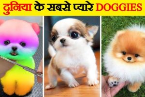 दुनिया के सबसे क्यूट कुत्ते | Cutest Dogs in the World | World’s Cutest Dog Breeds
