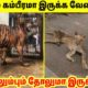 கல் நெஞ்சை கரைக்கும் சம்பவங்கள் #2 | Most Inspiring Animal Rescue | TAMIL AMAZING FACTS