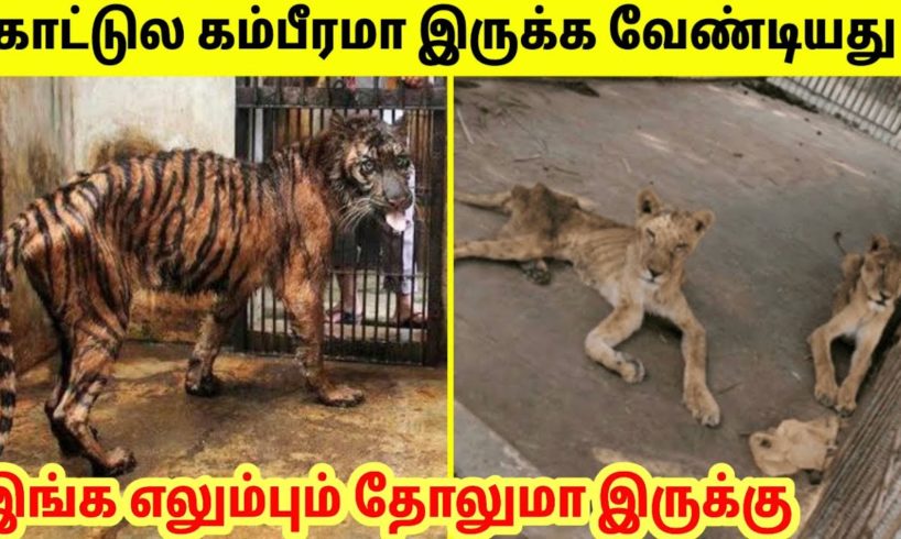 கல் நெஞ்சை கரைக்கும் சம்பவங்கள் #2 | Most Inspiring Animal Rescue | TAMIL AMAZING FACTS