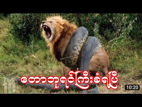 ကြောက်စရာတိရိစ္ဆာန်ဖမ်းမိ10 Wildest Animal Fights Caught On