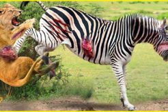 動物が命をかけて戦うときの30の致命的なキック..... ワイルドライフドキュメンタリー