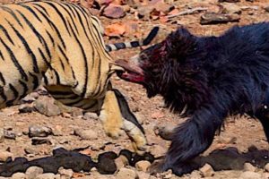 10 Most Epic Wild Animal Fights Caught on Camera - Predators in action