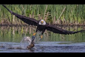 10 Wild Animal Fights Filmed on Camera, Part 2