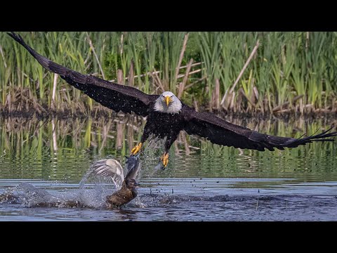 10 Wild Animal Fights Filmed on Camera, Part 2