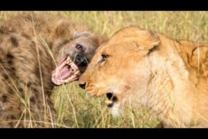 10 Wild Animals Fights Filmed on Camera | Part 5