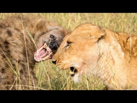 10 Wild Animals Fights Filmed on Camera | Part 5