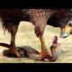 10 wild animals and birds fight filmed on camera | Part 8