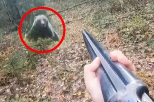 12 Scariest Bear Encounters Ever Filmed in Russia