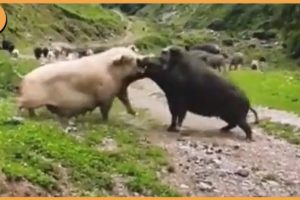 15 Moments When Animals Fight For Dominance