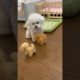 Cutest puppies 🐈