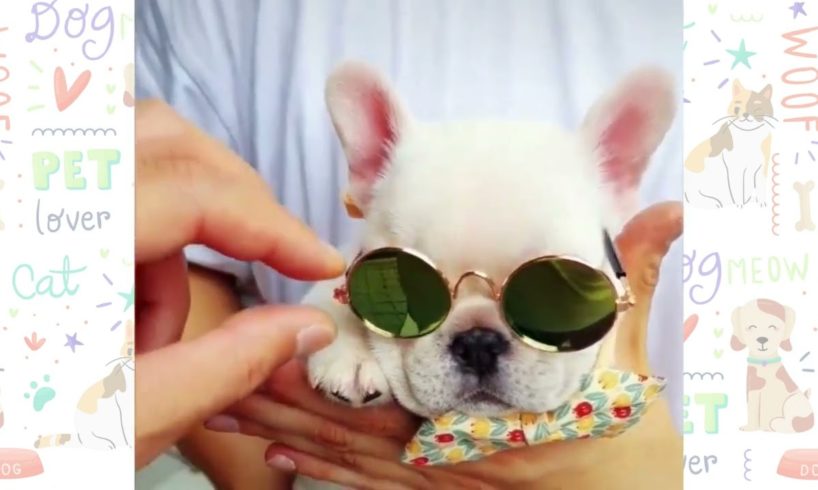 Cute baby animals Videos Compilation cutest moment of the animals - Cutest Puppies